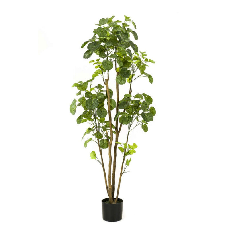 Kunstplant Polyscias boom 160 cm